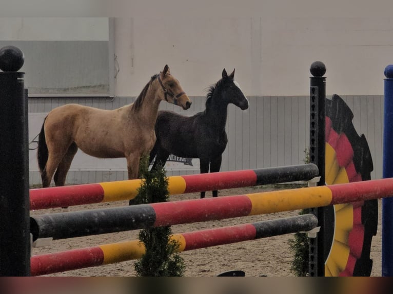 Akhal-Teke Mix Hengst 1 Jaar Bruin in Ovelgönne