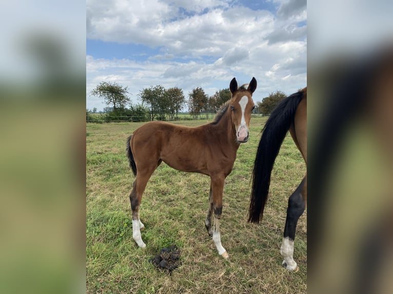 Akhal-Teke Mix Hengst 1 Jaar Bruin in Ovelgönne