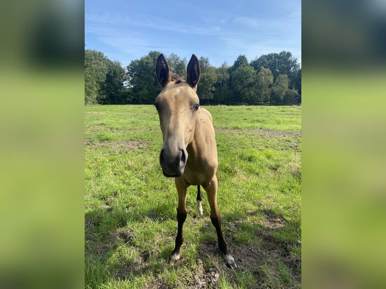 Akhal-Teke Mix Hengst 1 Jaar Bruin in Ovelgönne