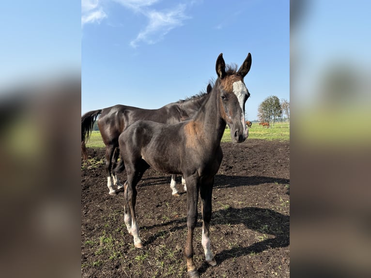 Akhal-Teke Mix Hengst 1 Jaar Bruin in Ovelgönne