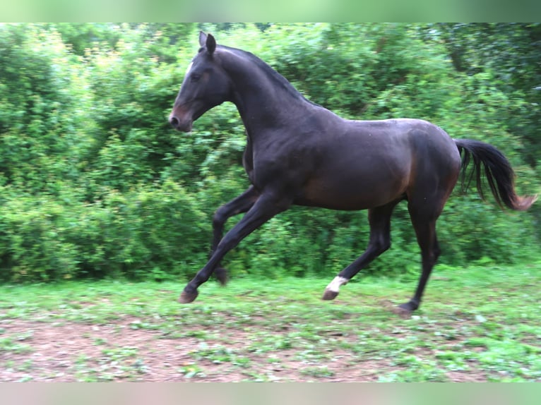 Akhal-Teke Hengst 2 Jaar 156 cm Donkerbruin in Humpolec