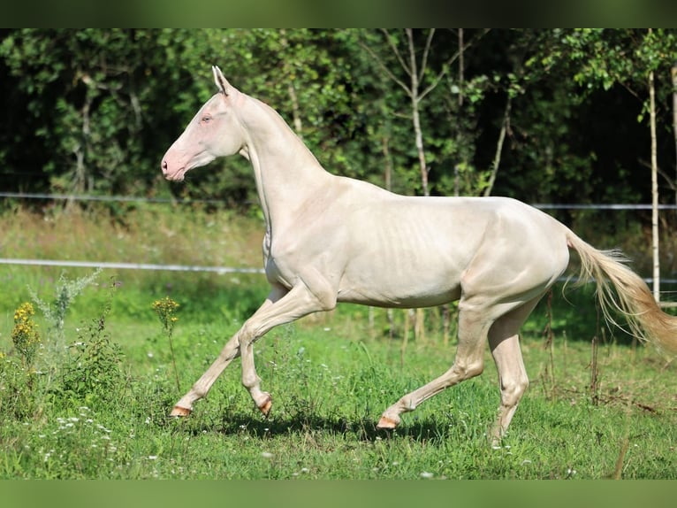 Akhal-Teke Hengst 2 Jaar 158 cm Cremello in San Pietroburgo