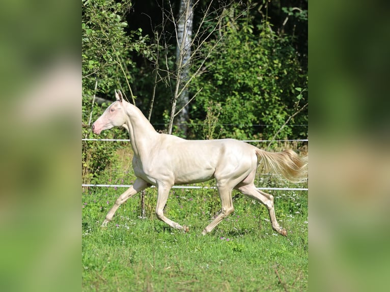 Akhal-Teke Hengst 2 Jaar 158 cm Cremello in San Pietroburgo