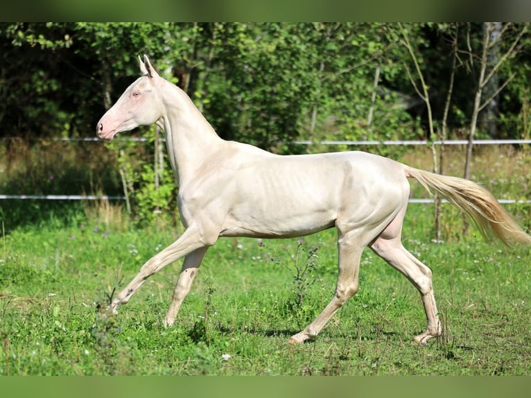 Akhal-Teke Hengst 2 Jaar 158 cm Cremello in San Pietroburgo