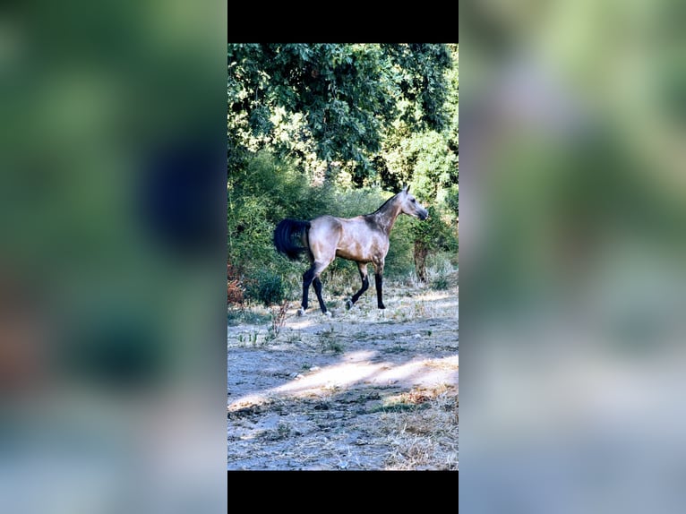 Akhal-Teke Hengst 2 Jaar 159 cm Buckskin in Jarandilla