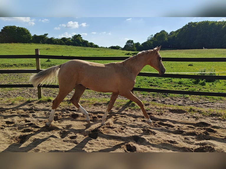 Akhal-Teke Hengst 2 Jaar 160 cm Palomino in M&#xF8;rk&#xF8;v