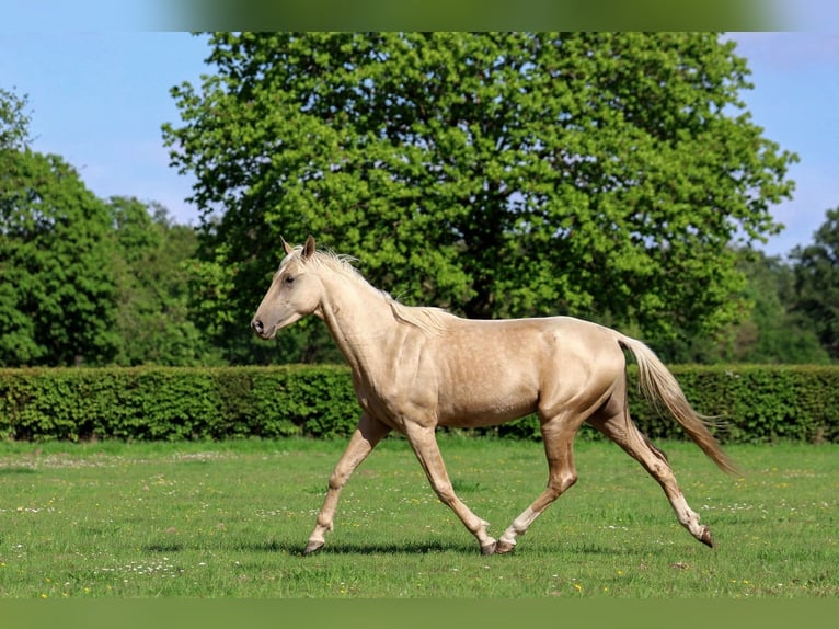 Akhal-Teke Hengst 2 Jaar 162 cm Palomino in goven