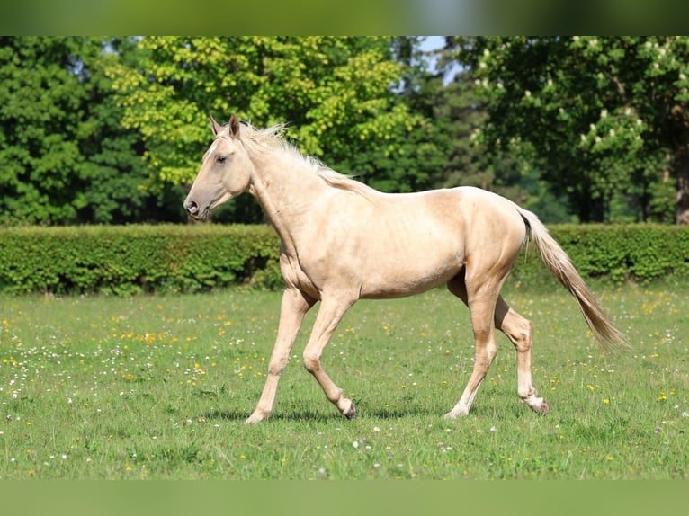 Akhal-Teke Hengst 2 Jaar 162 cm Palomino in goven