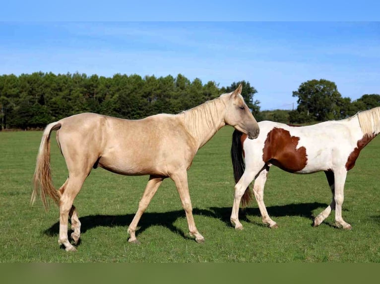 Akhal-Teke Hengst 2 Jaar 162 cm Palomino in goven