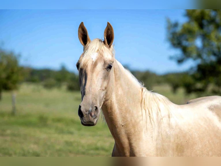 Akhal-Teke Hengst 2 Jaar 162 cm Palomino in goven