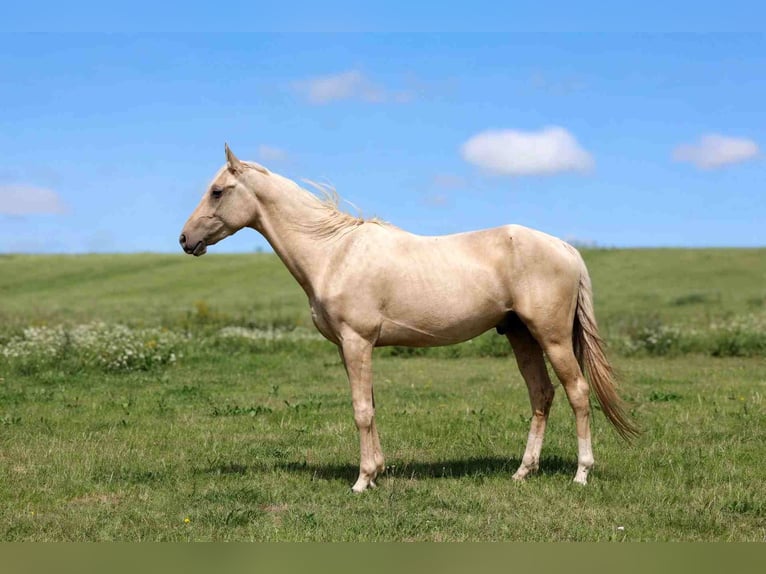 Akhal-Teke Hengst 2 Jaar 162 cm Palomino in goven