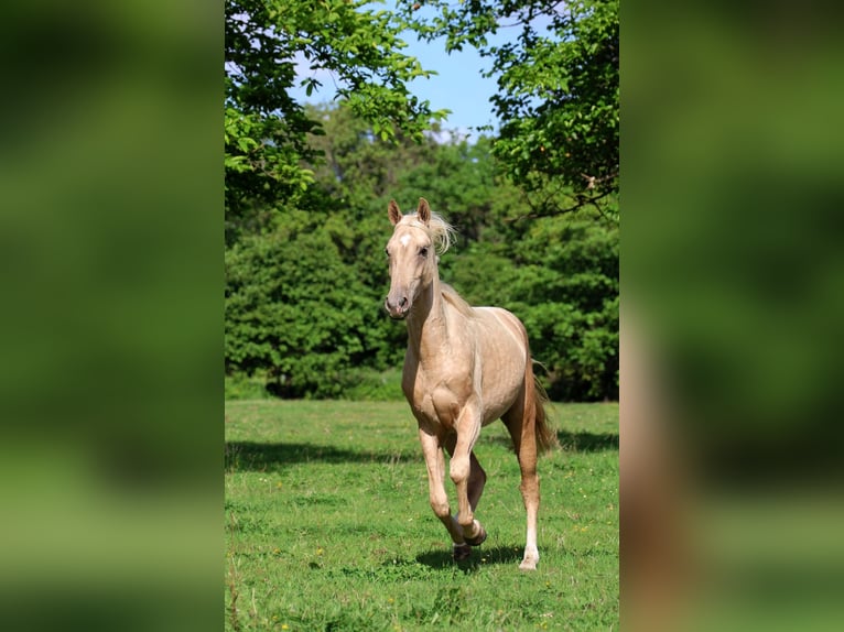 Akhal-Teke Hengst 2 Jaar 162 cm Palomino in goven