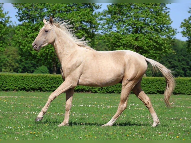 Akhal-Teke Hengst 2 Jaar 162 cm Palomino in goven