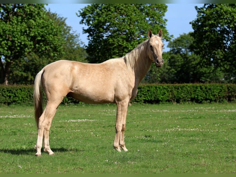 Akhal-Teke Hengst 2 Jaar 162 cm Palomino in goven