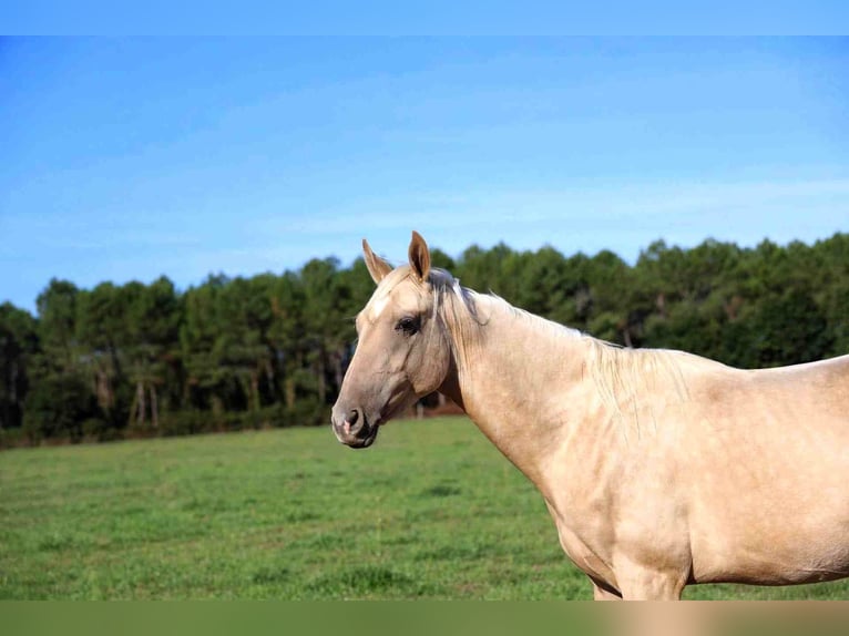 Akhal-Teke Hengst 2 Jaar 162 cm Palomino in goven