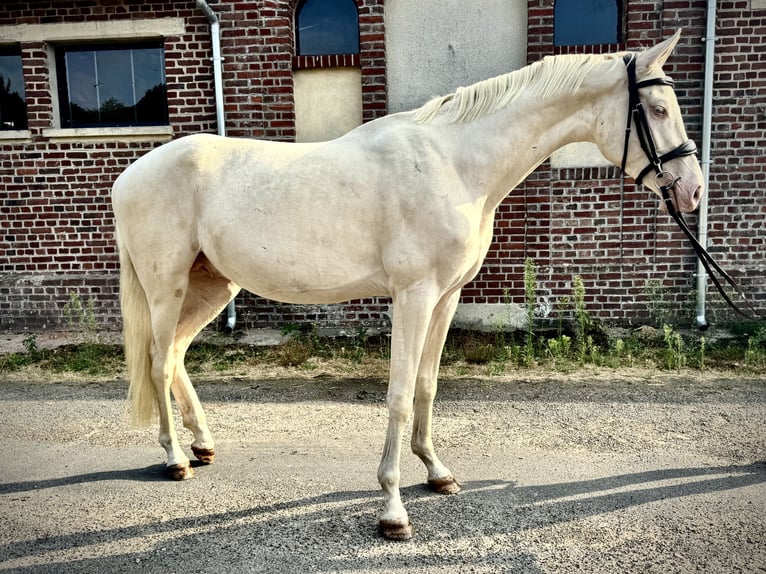 Akhal-Teke Mix Hengst 3 Jaar 160 cm Cremello in Courtonne la Meurdrac