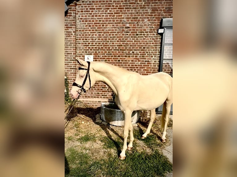 Akhal-Teke Mix Hengst 3 Jaar 160 cm Cremello in Courtonne la Meurdrac