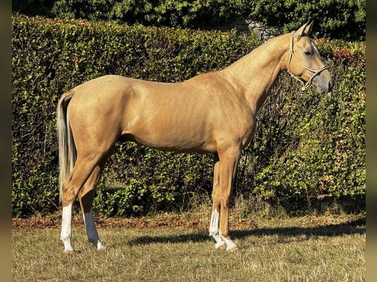 Akhal-Teke Hengst 3 Jaar 160 cm Palomino in Mørkøv