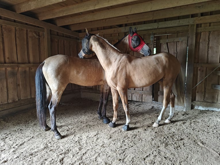 Akhal-Teke Hengst 3 Jaar 160 cm Palomino in Mørkøv