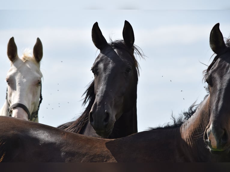 Akhal-Teke Hengst 3 Jaar 162 cm Zwart in Ovelg&#xF6;nne