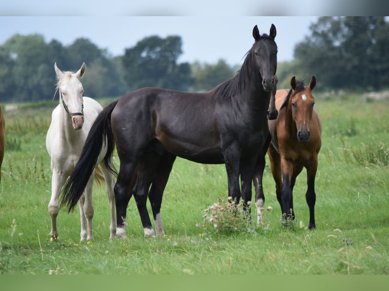 Akhal-Teke Hengst 3 Jaar 162 cm Zwart in Ovelg&#xF6;nne