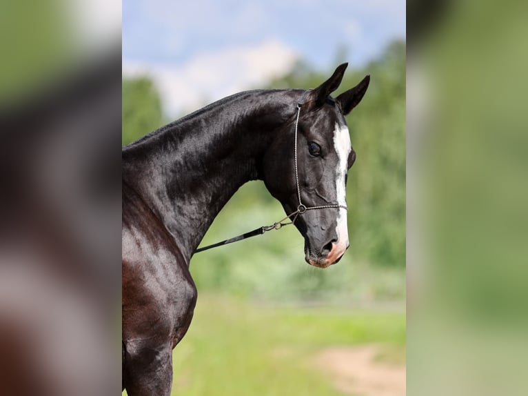 Akhal-Teke Hengst 3 Jaar 162 cm Zwart in San Pietroburgo