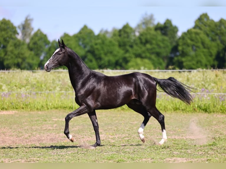 Akhal-Teke Hengst 3 Jaar 162 cm Zwart in San Pietroburgo