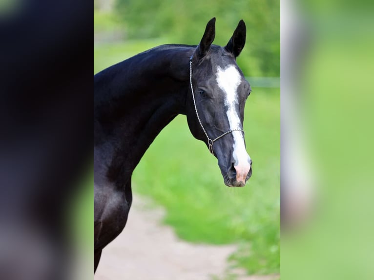Akhal-Teke Hengst 3 Jaar 162 cm Zwart in San Pietroburgo