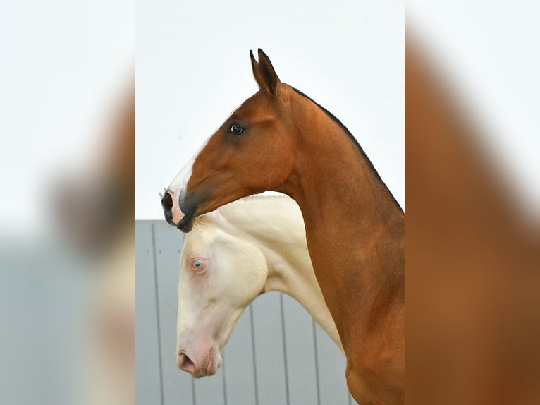 Akhal-Teke Hengst 3 Jaar Bruin in Ovelgönne