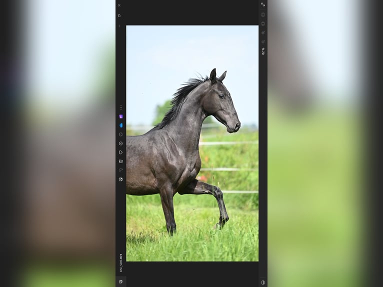 Akhal-Teke Hengst 3 Jaar Zwart in Ovelgönne