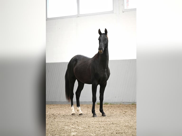 Akhal-Teke Hengst 3 Jaar Zwart in Ovelgönne