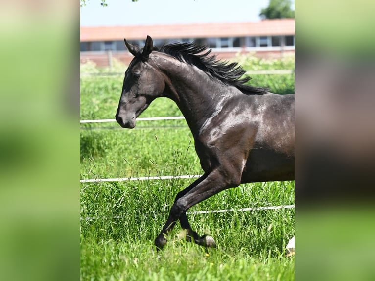 Akhal-Teke Hengst 3 Jaar Zwartbruin in Ovelgönne