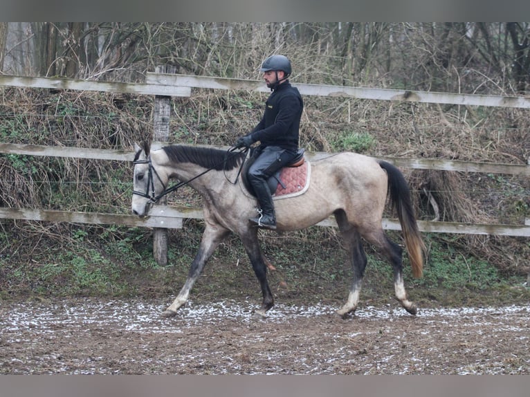 Akhal-Teke Hengst 4 Jaar 158 cm Schimmel in Kisb&#xE9;r