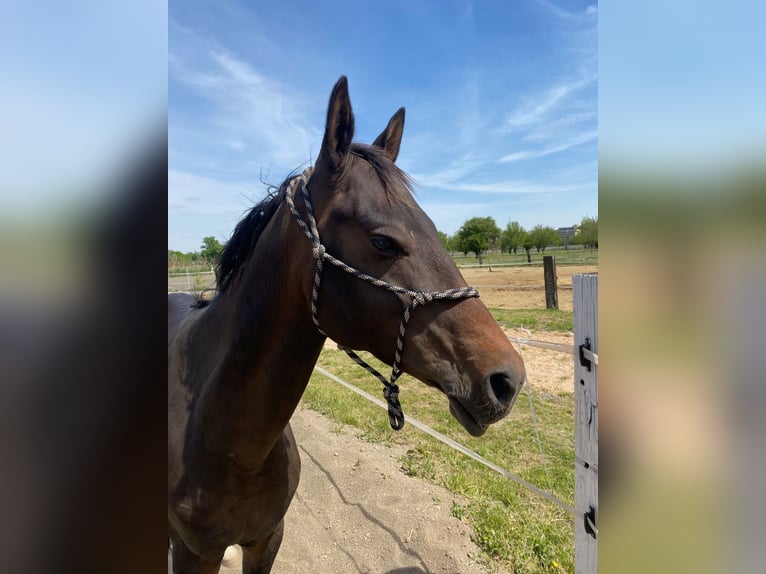 Akhal-Teke Hengst 4 Jaar 160 cm Donkerbruin in Pilsen