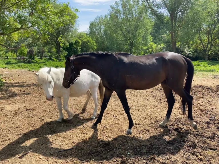 Akhal-Teke Hengst 4 Jaar 160 cm Donkerbruin in Pilsen
