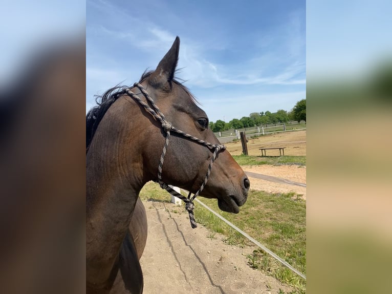 Akhal-Teke Hengst 4 Jaar 160 cm Donkerbruin in Pilsen