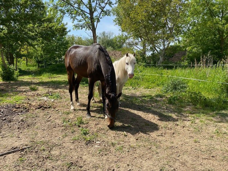 Akhal-Teke Hengst 4 Jaar 160 cm Donkerbruin in Pilsen