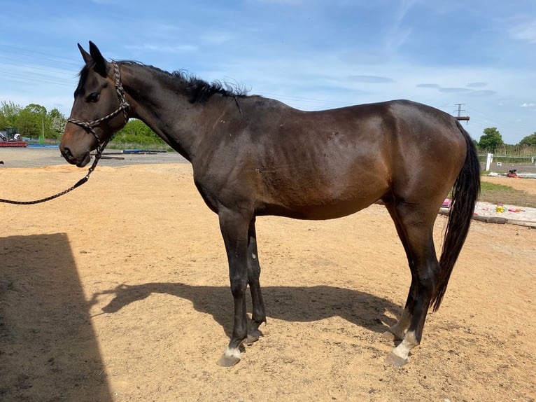 Akhal-Teke Hengst 4 Jaar 160 cm Donkerbruin in Pilsen
