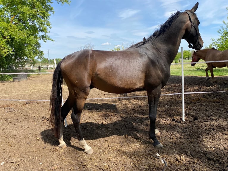 Akhal-Teke Hengst 4 Jaar 160 cm Donkerbruin in Pilsen
