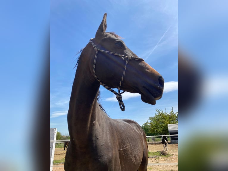 Akhal-Teke Hengst 4 Jaar 160 cm Donkerbruin in Pilsen