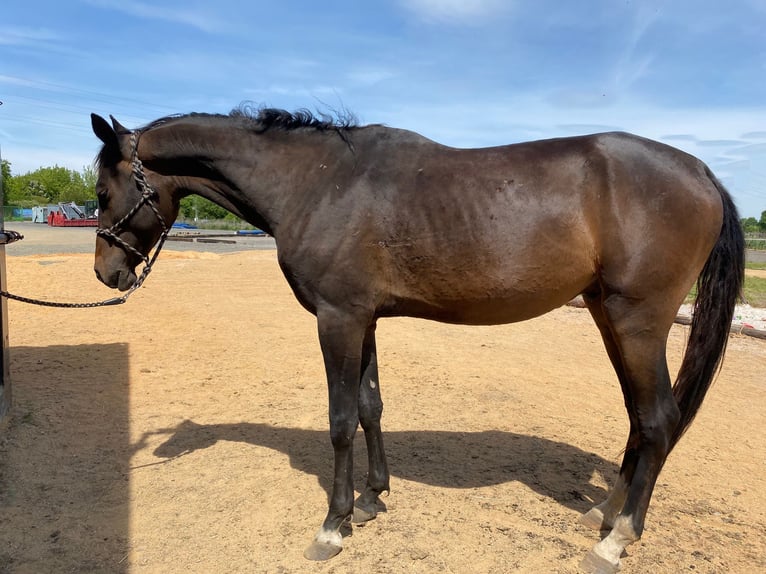 Akhal-Teke Hengst 4 Jaar 160 cm Donkerbruin in Pilsen