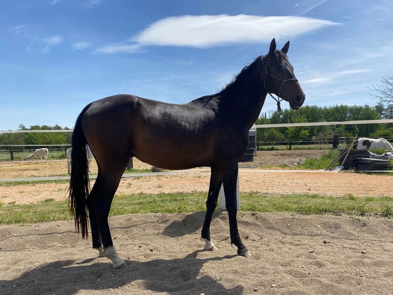 Akhal-Teke Hengst 4 Jaar 160 cm Donkerbruin in Pilsen