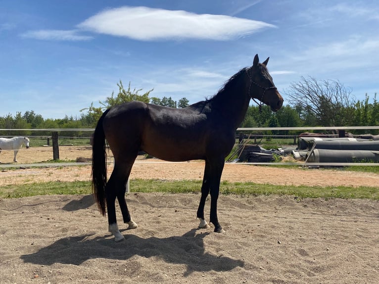 Akhal-Teke Hengst 4 Jaar 160 cm Donkerbruin in Pilsen