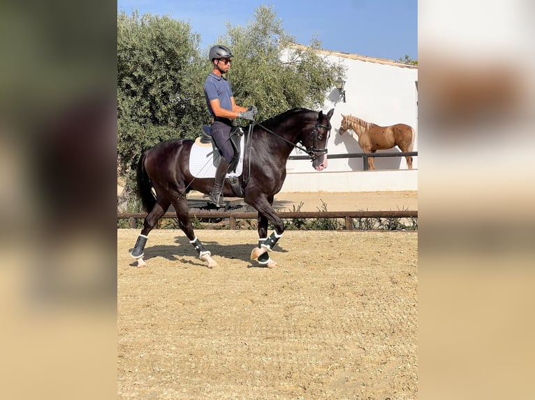 Akhal-Teke Hengst 4 Jaar 162 cm Zwart in Malaga