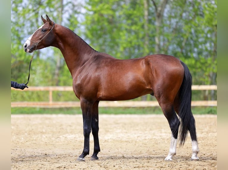 Akhal-Teke Hengst 6 Jaar 163 cm Bruin in Moscow