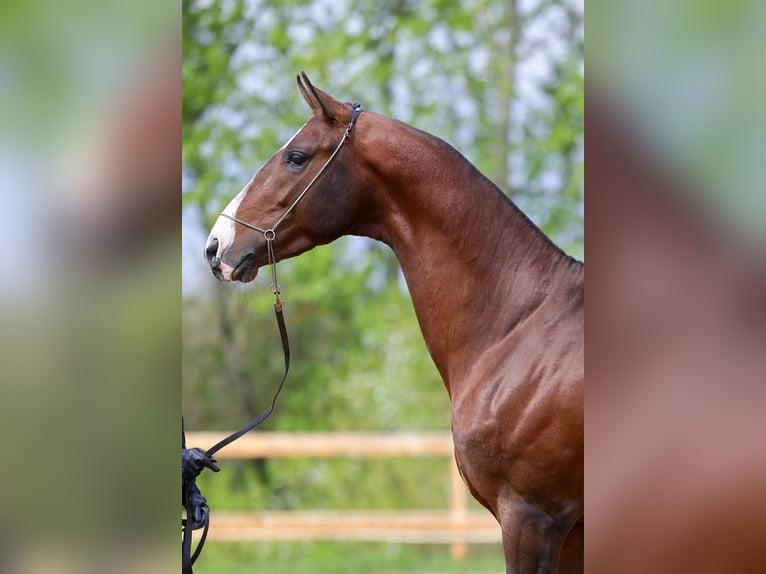 Akhal-Teke Hengst 6 Jaar 163 cm Bruin in Moscow