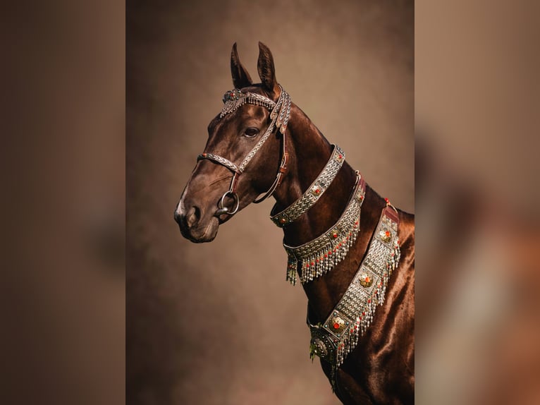 Akhal-Teke Hengst 7 Jaar Donkerbruin in DZILNUCIEMS