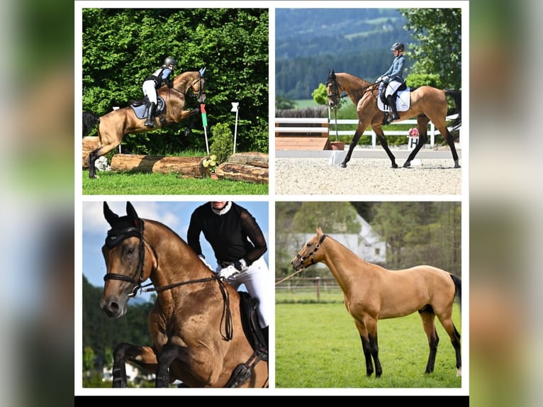 Akhal-Teke Hengst Buckskin in Graz