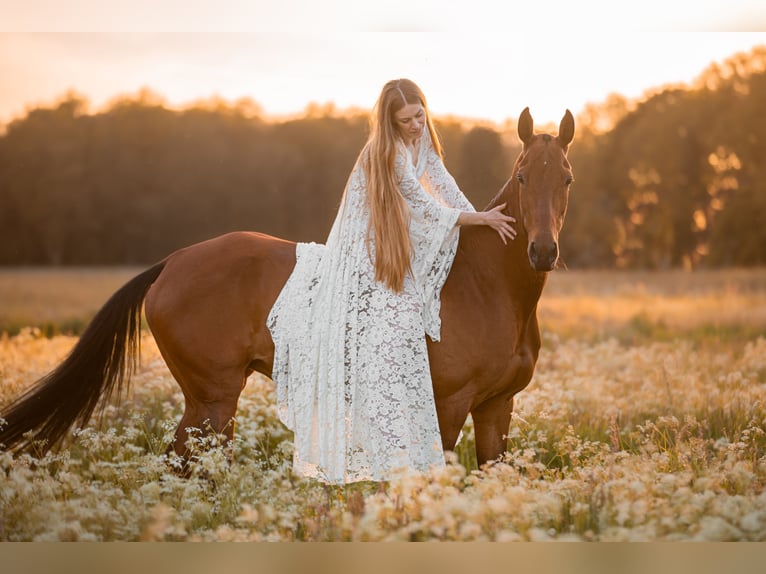 Akhal-Teke Hengst Veulen (03/2025) 163 cm Buckskin in Schoonebeek