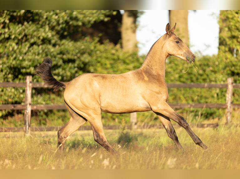 Akhal-Teke Hengst Veulen (03/2025) 163 cm Buckskin in Schoonebeek